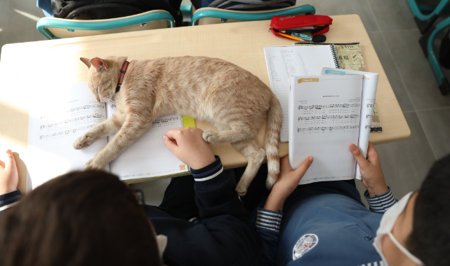 Okulun Yeni Öğrencisi "Tarçın", Okulun Maskotu Oldu