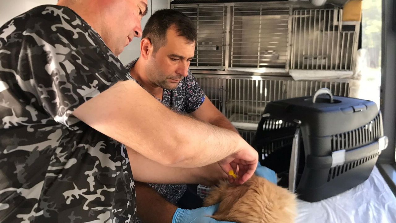 Balıkesir Büyükşehir Belediyesi sokak hayvanlarının bakım ve tedavisini sürdürüyor