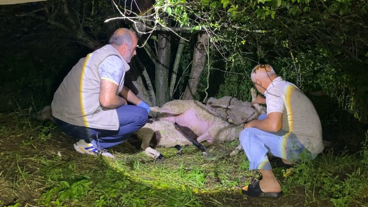 Bursa'da yıldırım düştü, 6 koyun öldü