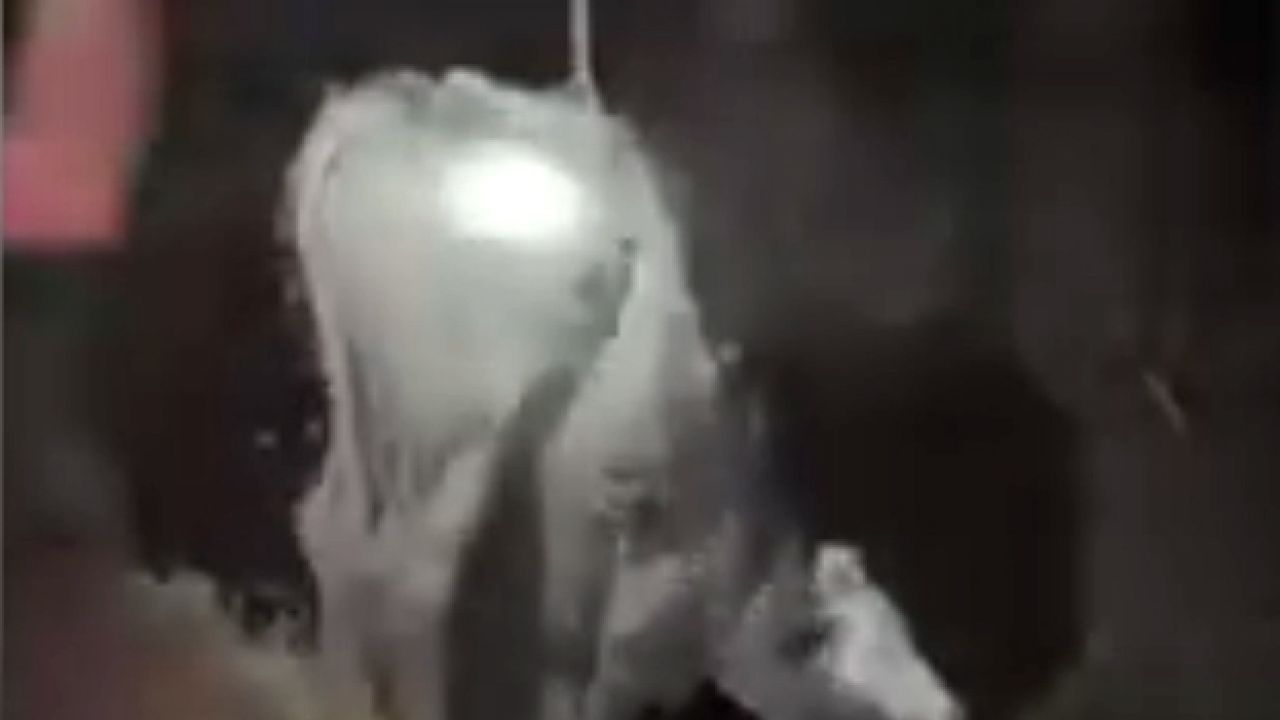 Çukura düşen inek, itfaiye tarafından kurtarıldı