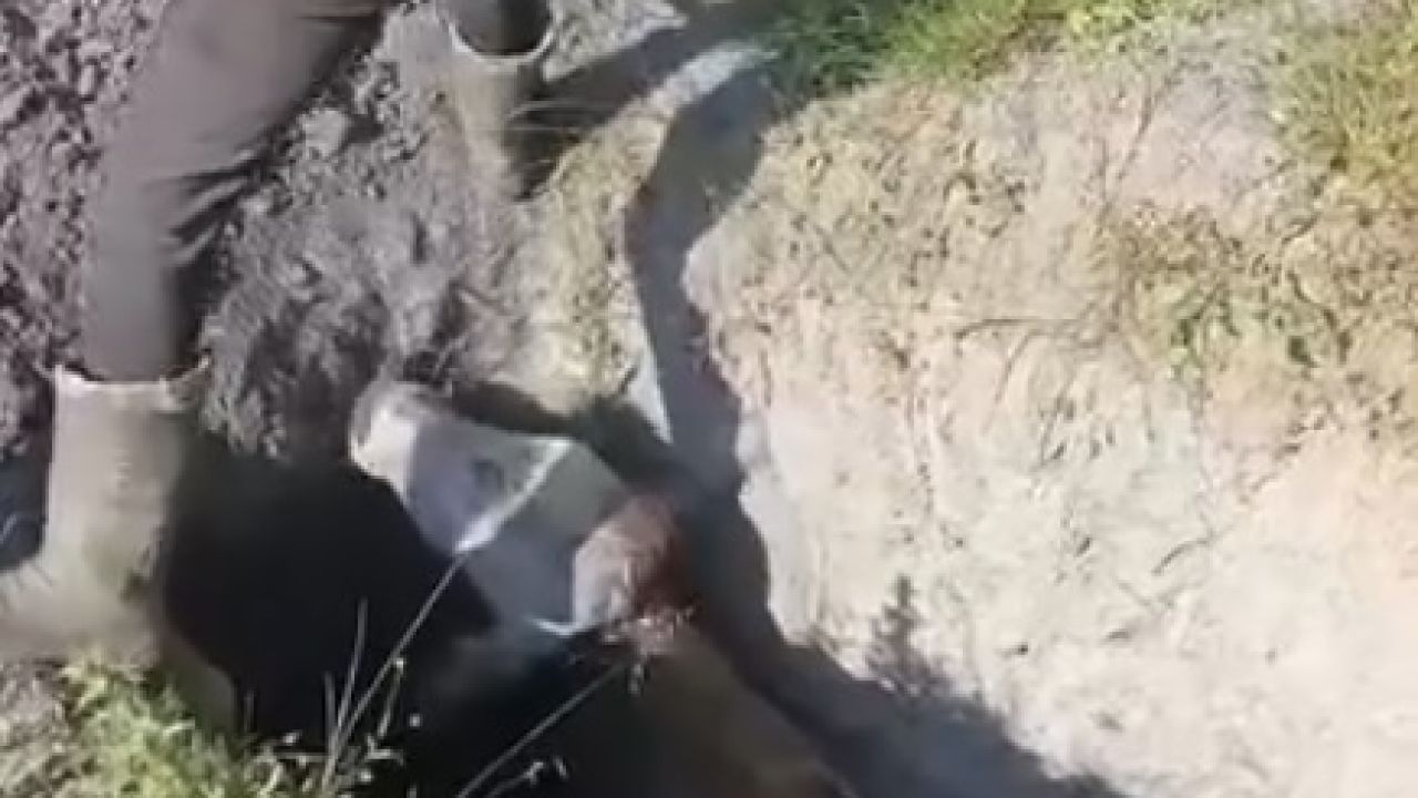 Define aramak için kazılan çukura düşen inek kurtarıldı
