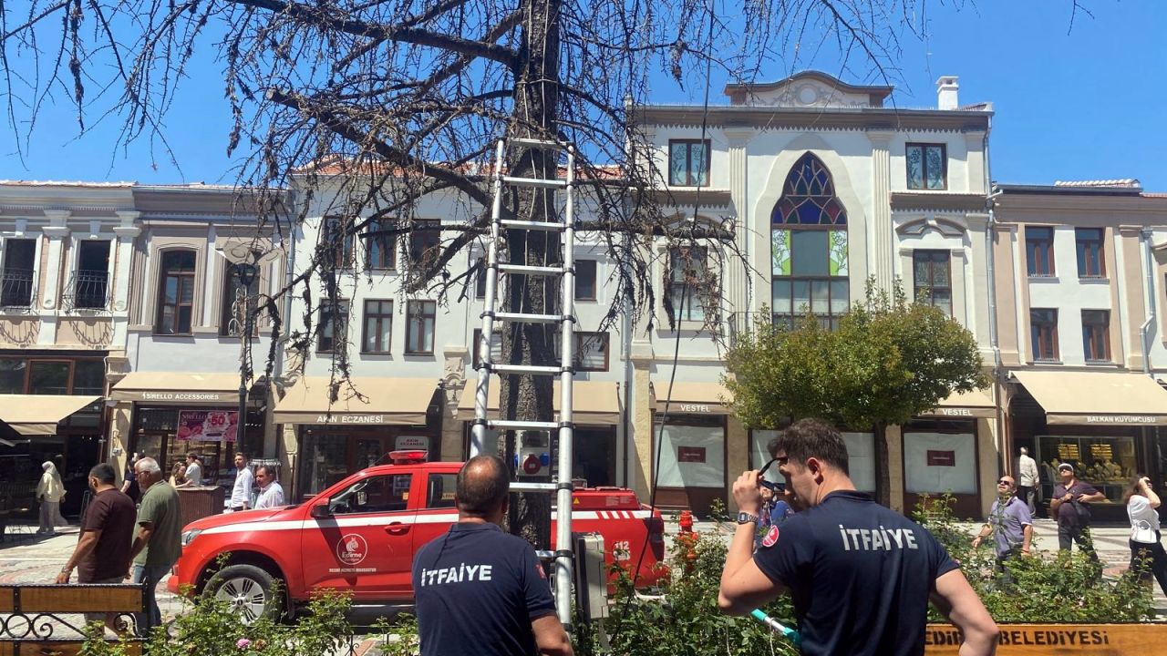 Edirne’de ağaçta mahsur kalan yavru kediyi, itfaiye kurtardı