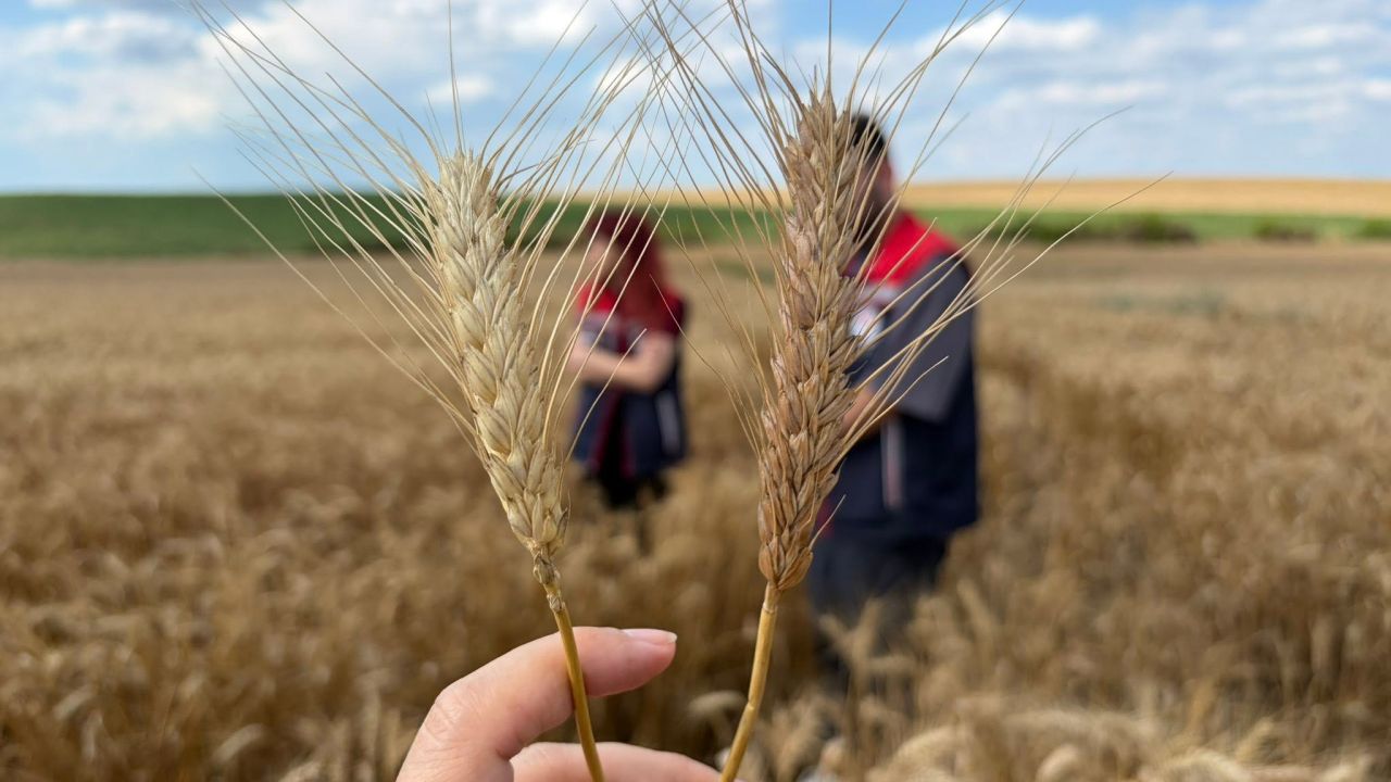 Edirne’de yerli ve milli buğday ile arpa çeşitleri sahada incelendi