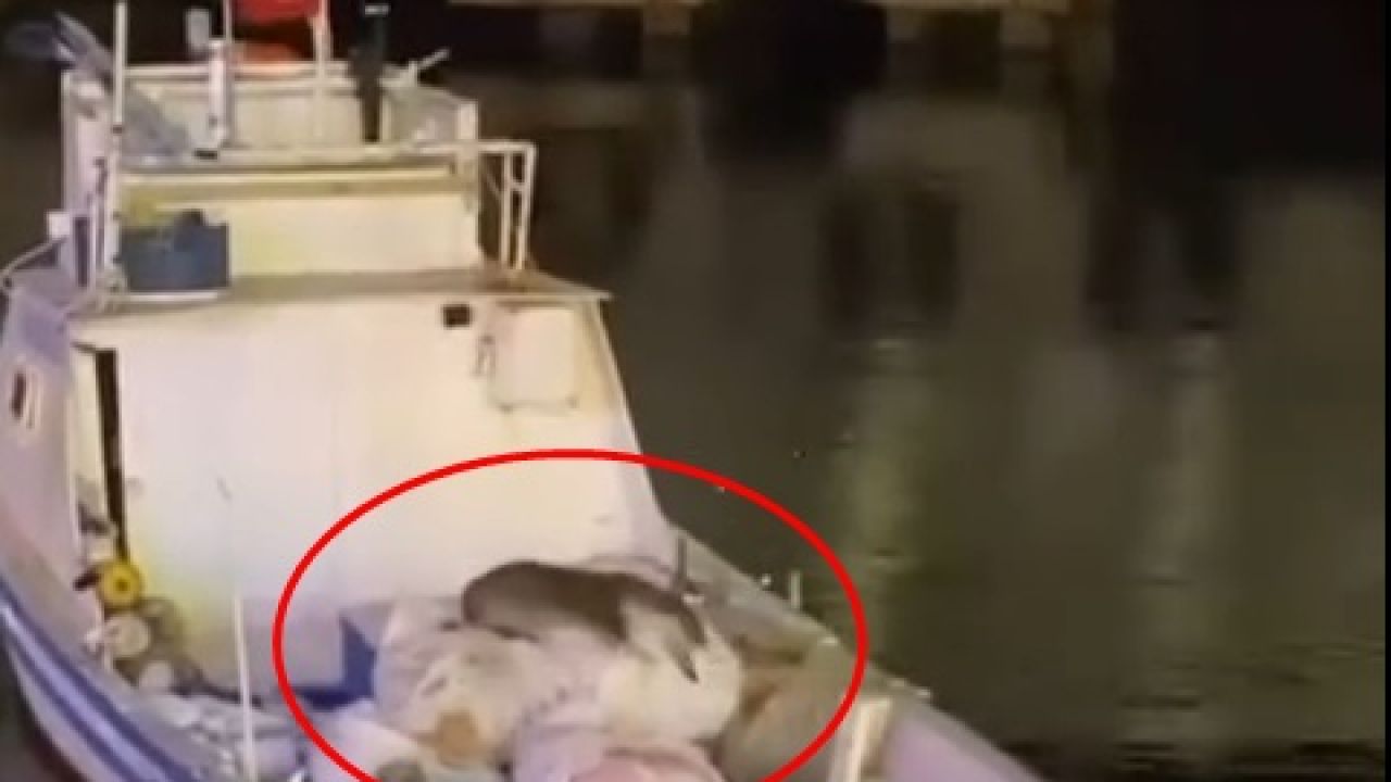 Erdek’te balıkçı teknesine çıkan su samuru görüntü