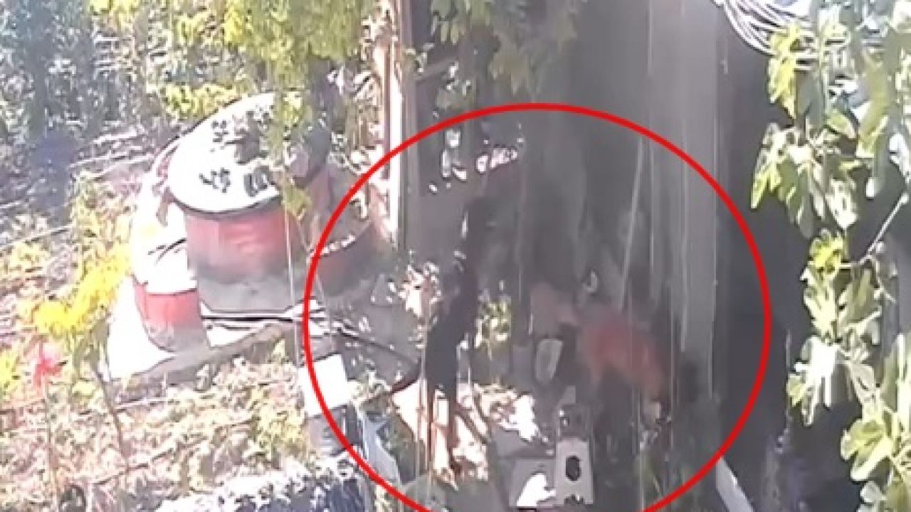 Kümese giren sokak köpekleri 30 tavuğu öldürdü