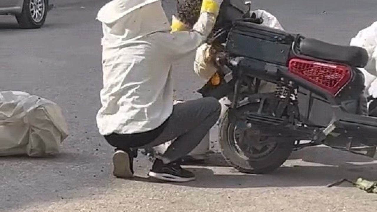 Motosiklette toplanan arıları, özel kıyafetiyle kovana topladı