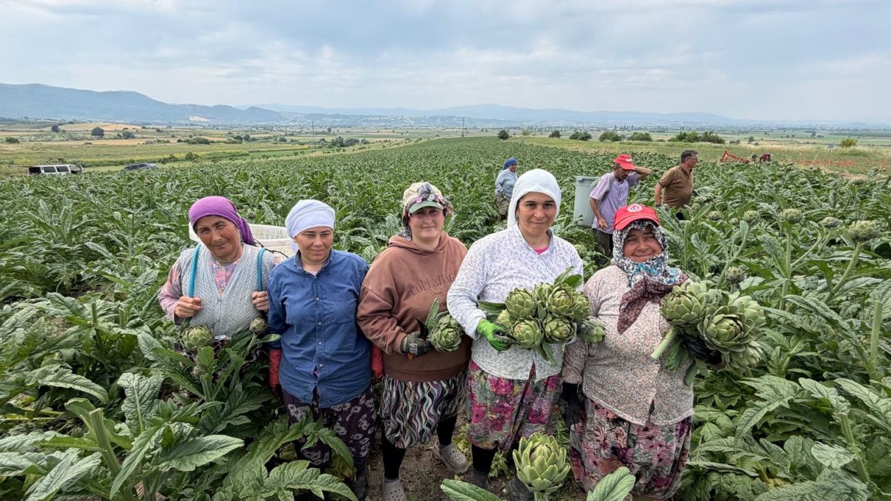 Mustafakemalpaşa'da sezonun ilk enginar hasadı yapıldı