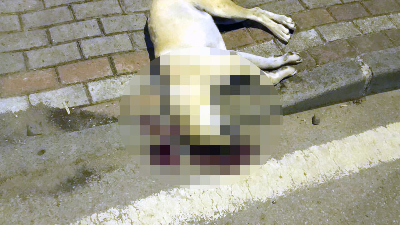 Oğlunu ısıran köpeği öldüren kişiye verilen beraat kararını istinaf bozdu