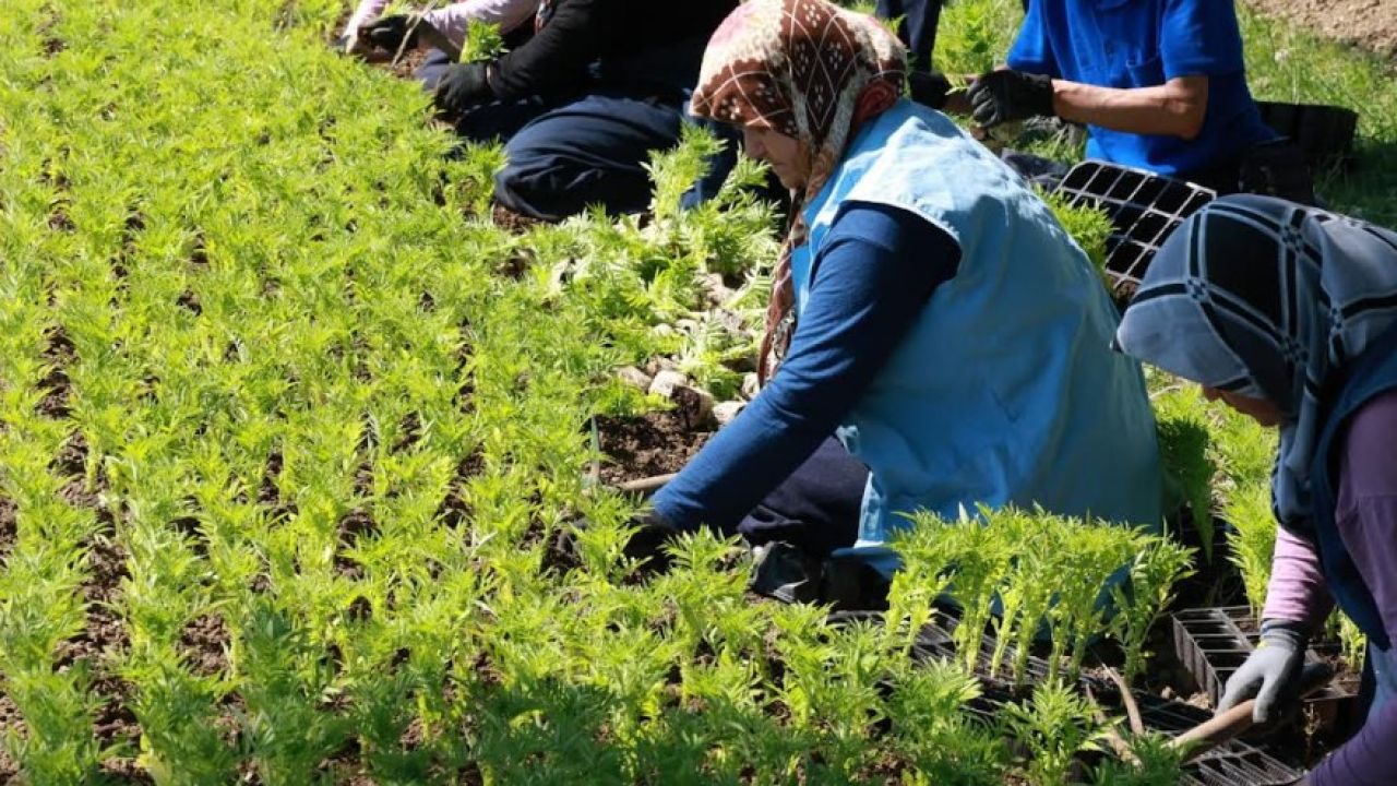 Osmangazi’de 260 bin çiçek toprakla buluşacak