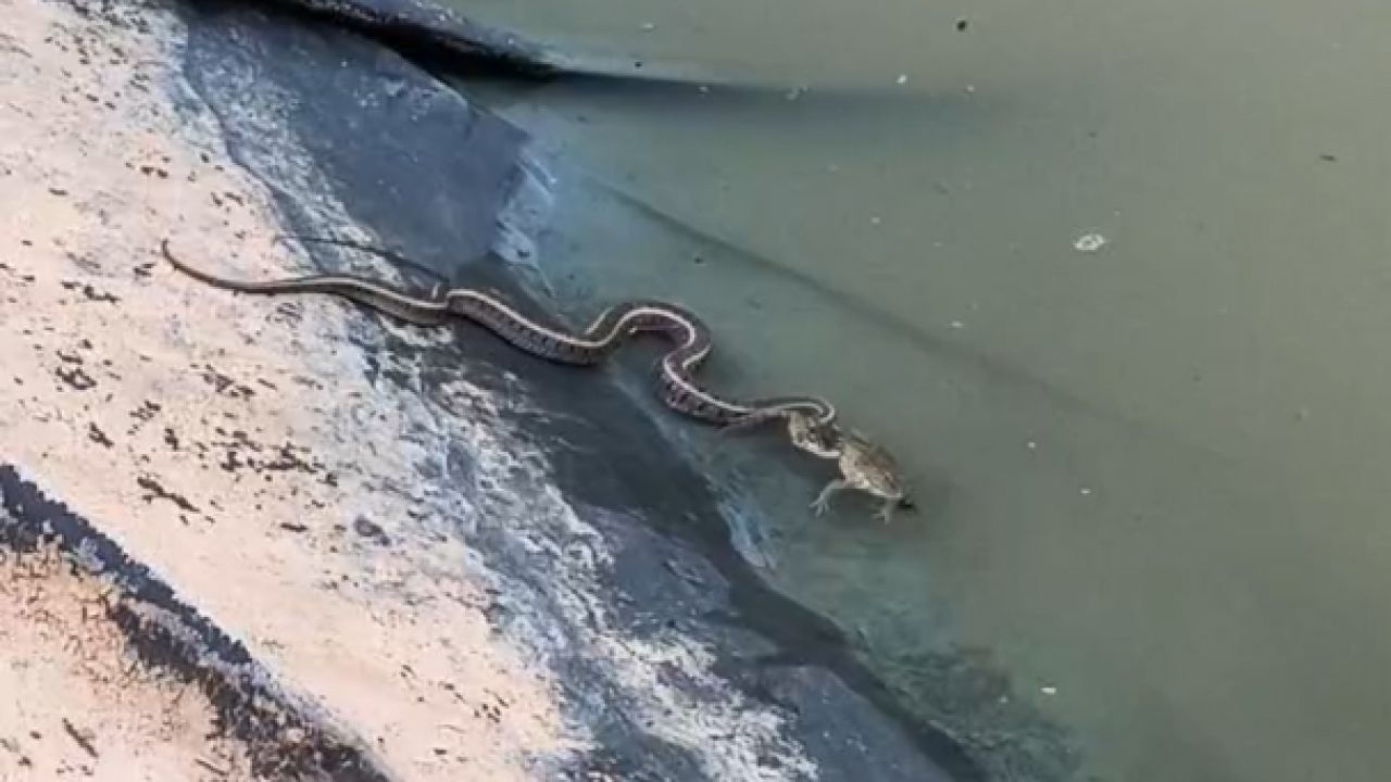 Su yılanının yemeye çalıştığı kurbağayı ağzından kaçırdığı anlar kamerada