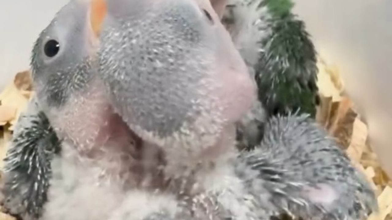 Yasa dışı satılmak istenen 3 yavru İskender papağanı korumaya alındı
