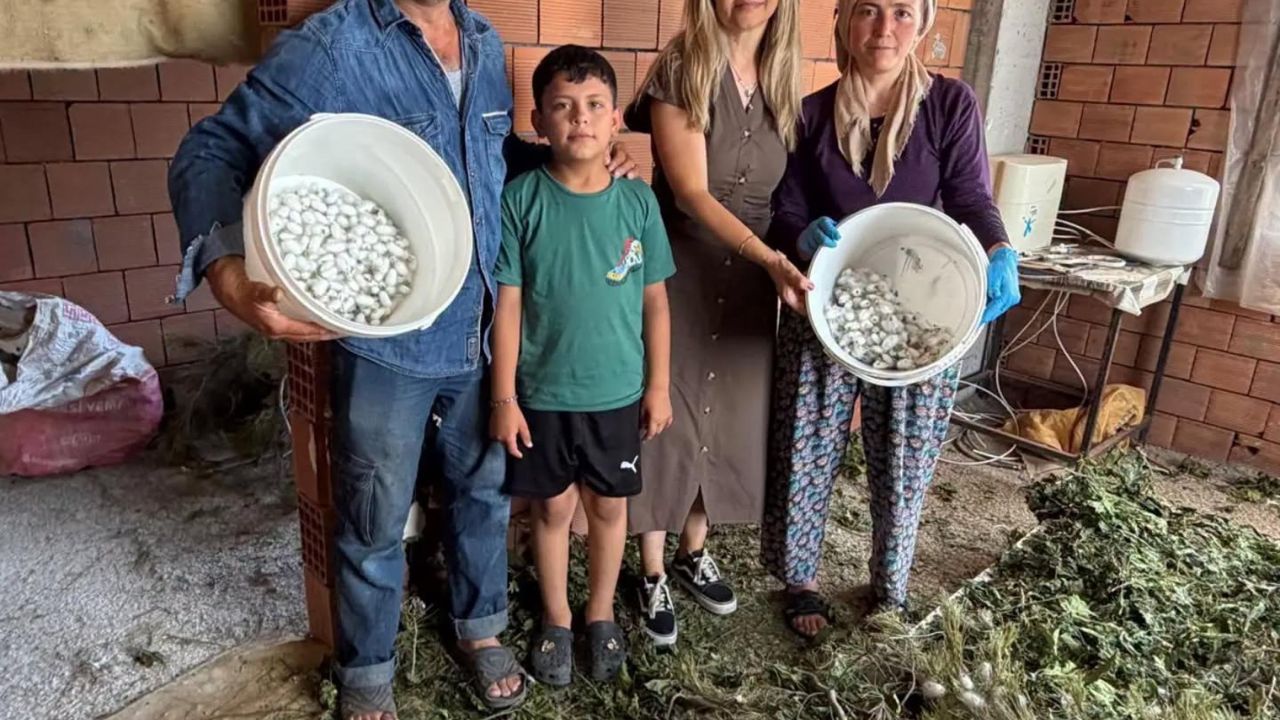 Burhaniye'de ipek böcekçiliğinde ilk kozalar hasat edildi