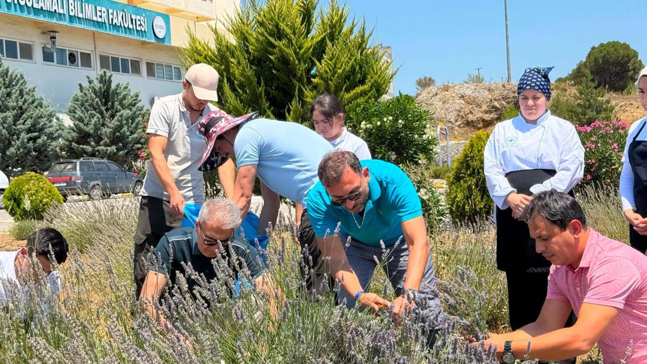 Burhaniye'de lavanta kokulu okulda hasat heyecanı