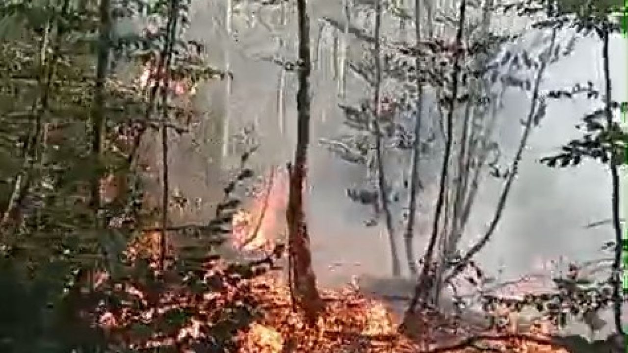 Bursa'da orman yangını