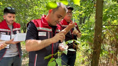 Edirne'de ‘kahverengi kokarca’ya karşı doğaya 728 ‘samuray arıcığı’ salındı