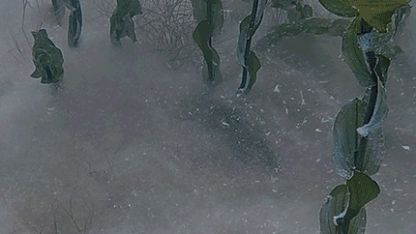 Sapanca Gölü'nün dibindeki pamuksu oluşum inceleniyor