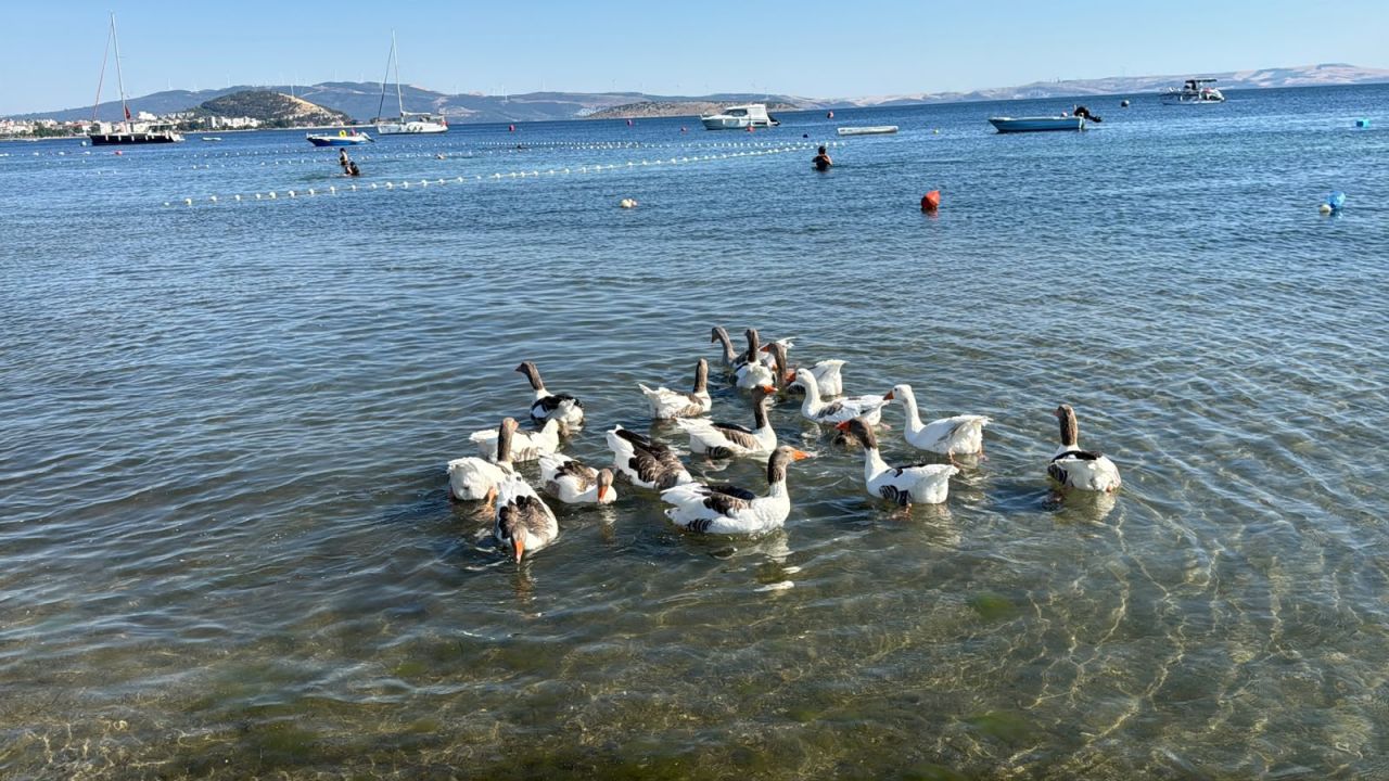 'Şartlı tahliye' edilen kazlar, ördek yavrusunu sahiplenip, sürüye aldı / Ek fotoğraflar