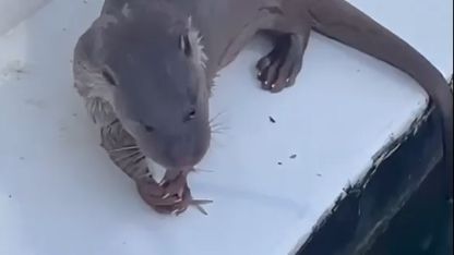 Su samuru limanda çevredekilerin attığı balıkları yedi
