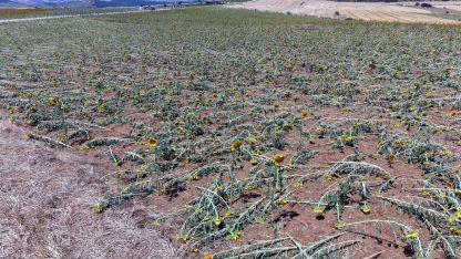 Tekirdağ'da dolu yağışı nedeniyle 35 bin dekar ekili alan zarar gördü, hasar tespiti başladı