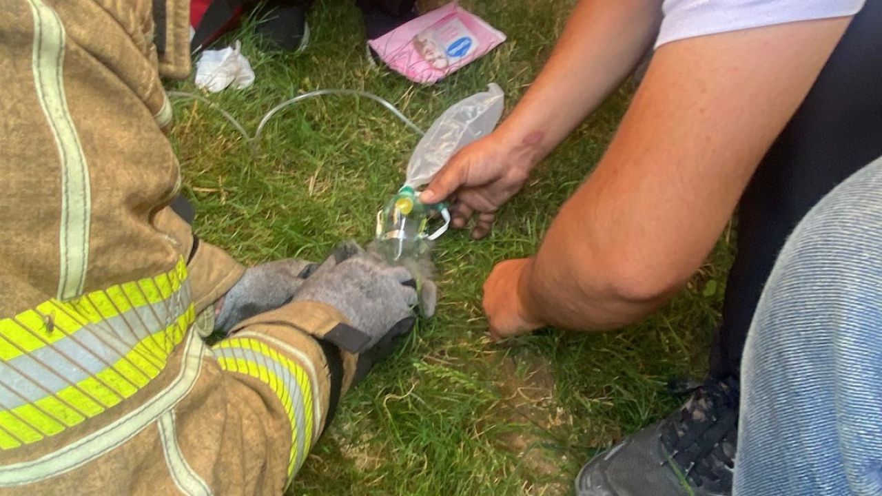 Yangında dumandan etkilenen Duman ve 2 yavrusu kalp masajıyla kurtarıldı